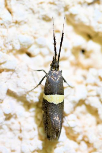 Eidophasia messingiella